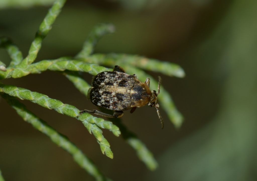 Coleottero Anobiidae? No, Chrysomelidae Bruchinae: Bruchus sp.